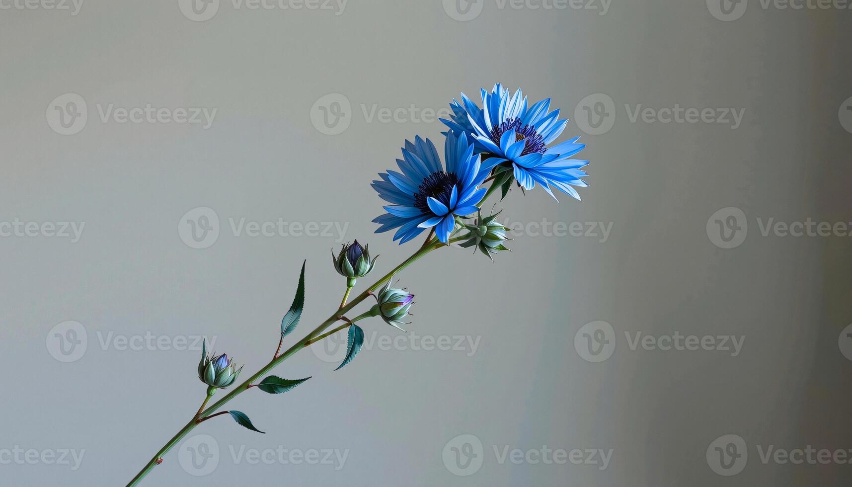 graceful stem of cornflower in a minimalist style, with cobalt and linen palette, flowing lines photo