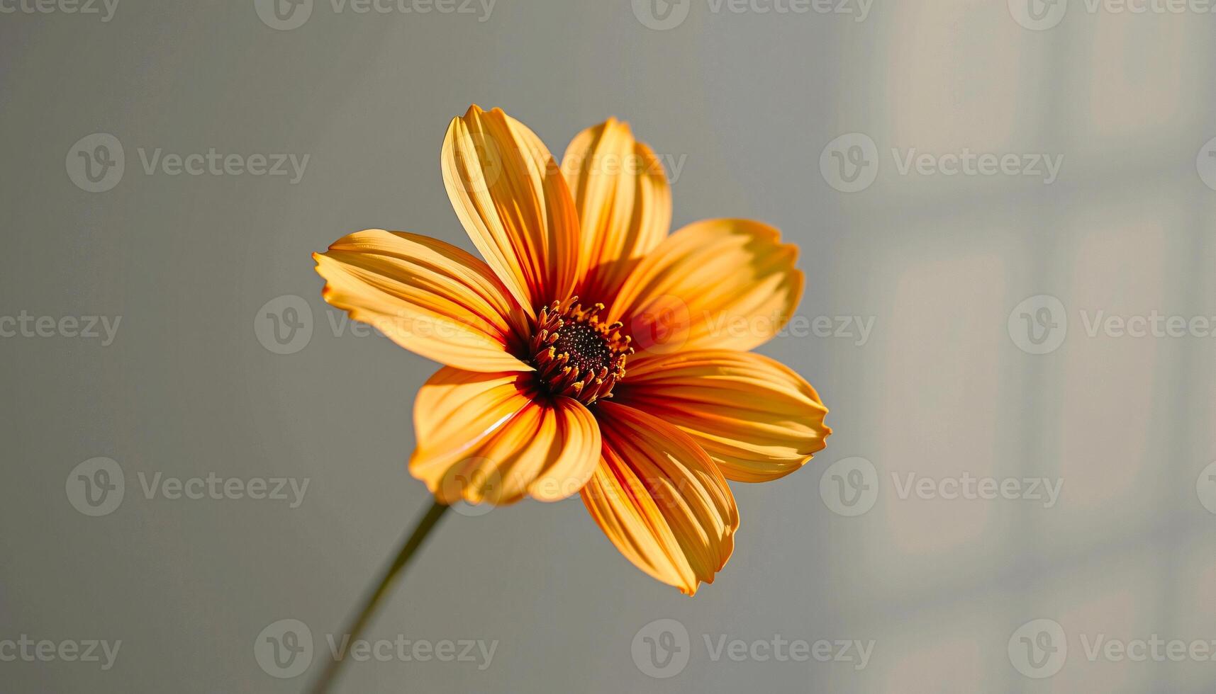 graceful stem of wallflower in a minimalist style, with burnt orange and ivory palette photo