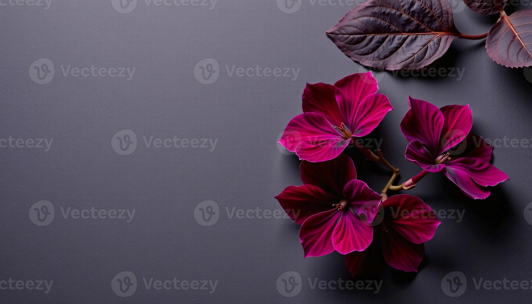 bold flat lay of gloxinia on a matte paper texture, with deep plum tones photo