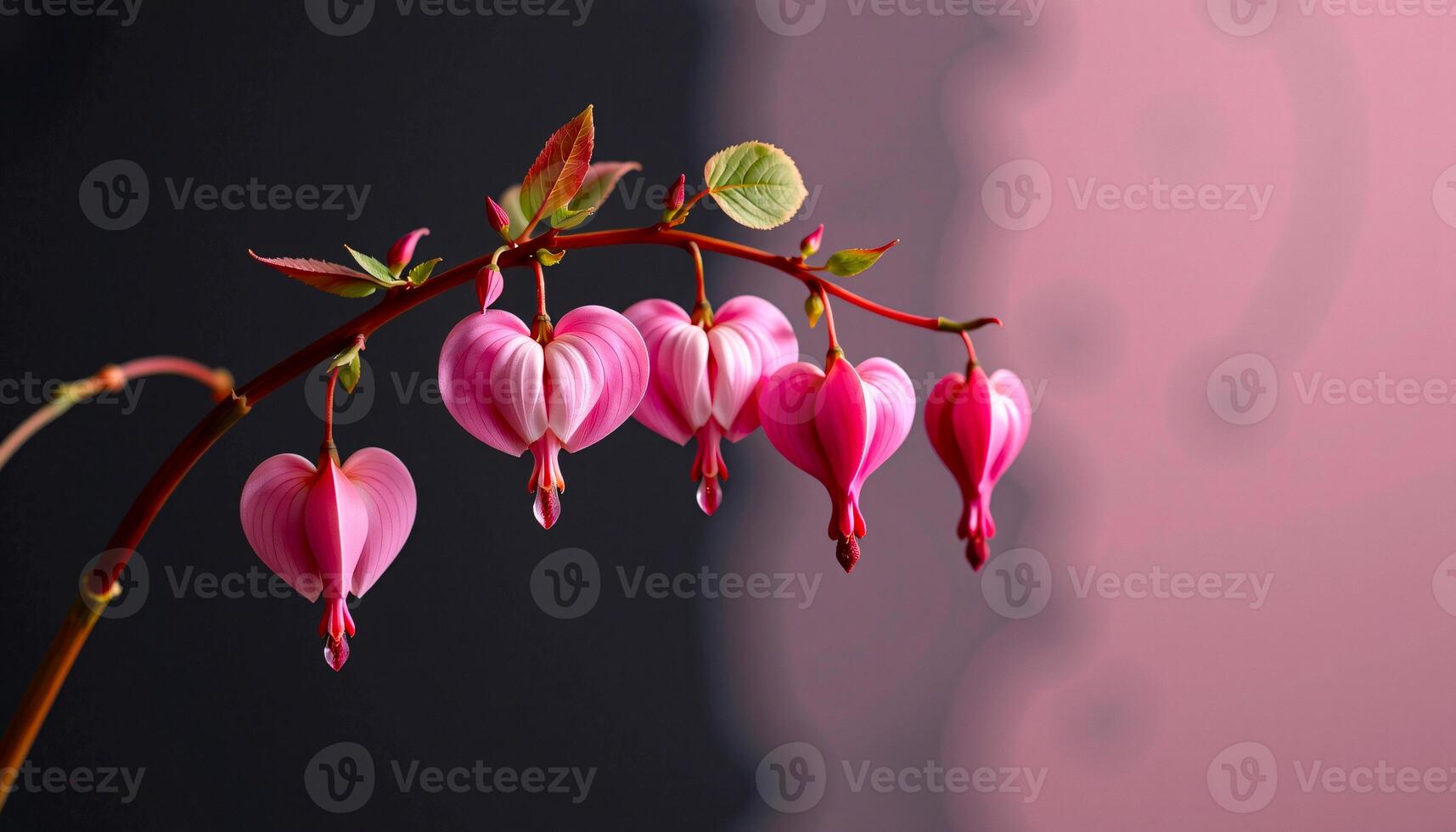 elegant cluster of bleeding heart in a minimalist style, with rose pink tones, smooth curves photo