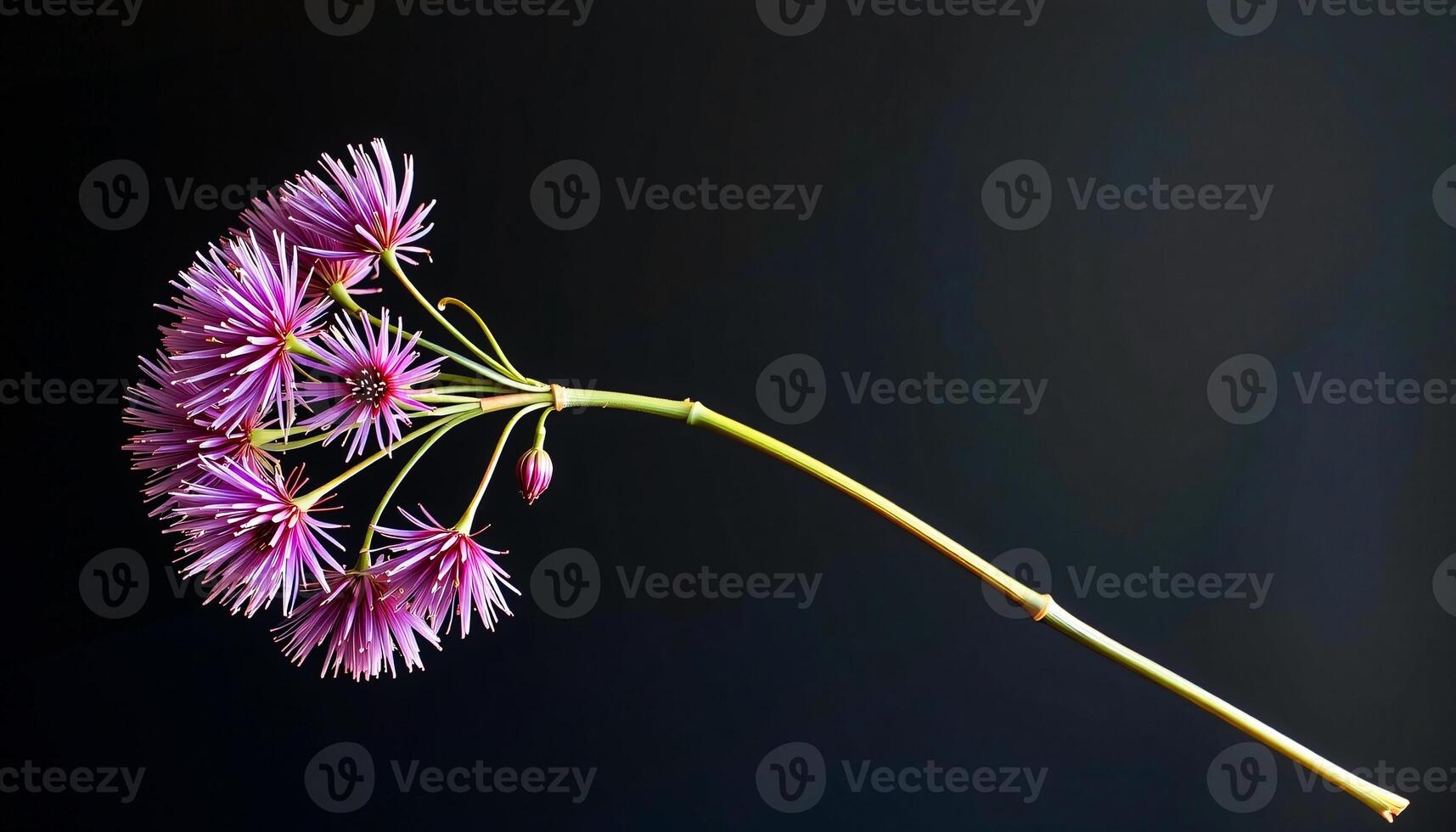 graceful stem of allium in a minimalist style, with cool plum palette, flowing lines photo