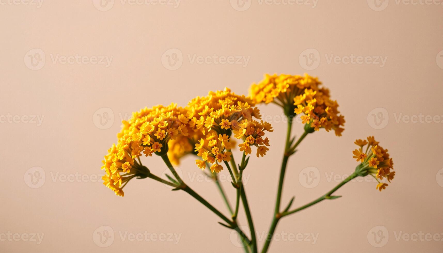 elegant cluster of yarrow in a minimalist style, with soft mustard tones, smooth curves photo
