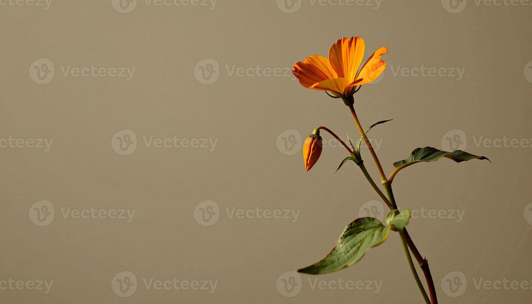 graceful stem of nasturtium in a minimalist style, with golden rust palette, flowing lines photo