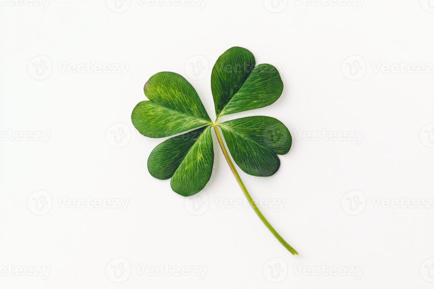 Four-leaf clover representing good luck isolated on a clean white background with copy space photo