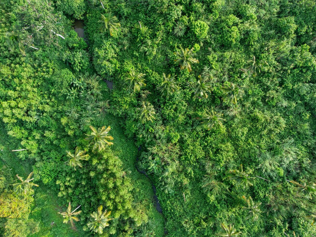 An aerial view of a green jungle photo