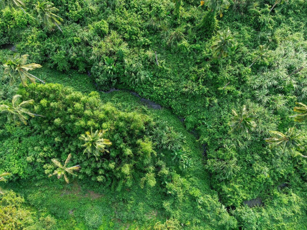 An aerial view of a lush green jungle photo