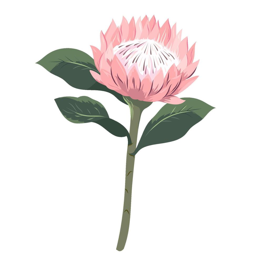 Pink protea flower with leaves. Sugarbush blooming flower. Beautiful cultivated exotic flowering plant. Floral illustration isolated vector