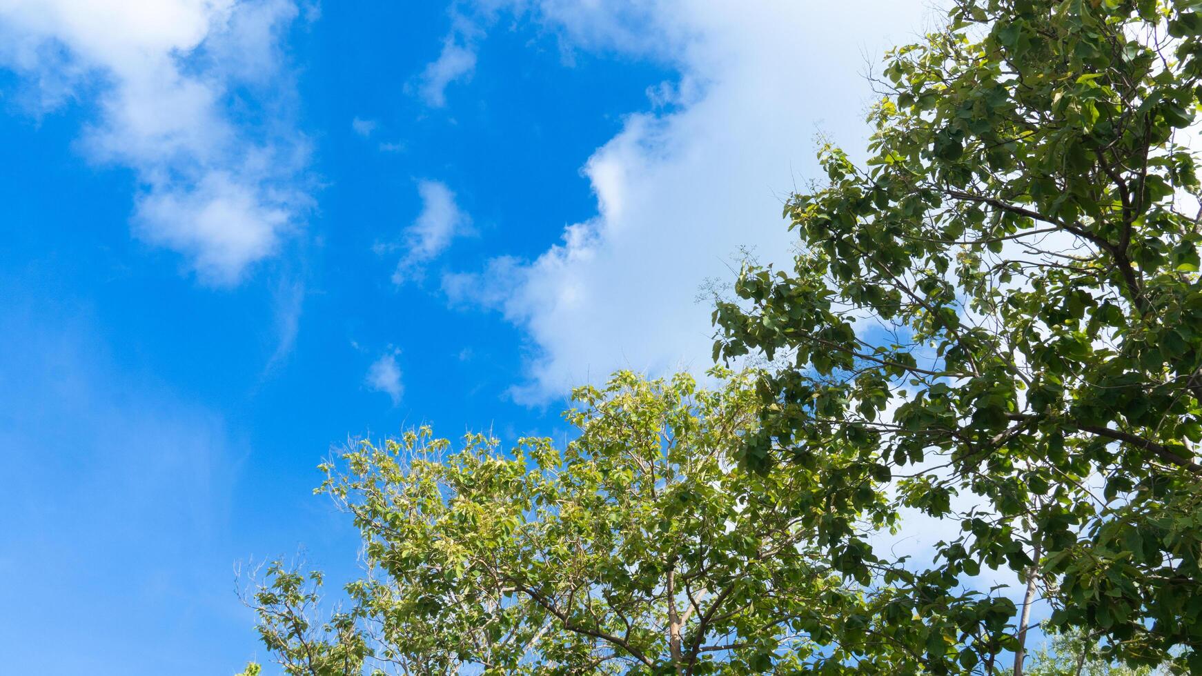 Vibrant blue sky with scattered white clouds above a line of lush green trees. Perspective is looking up towards the sky. Capturing a clear day. photo