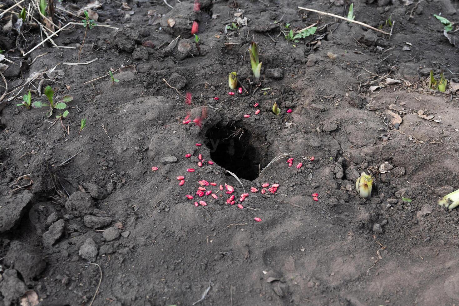 Get rid of rat using bait poison box, pest control in industry. photo