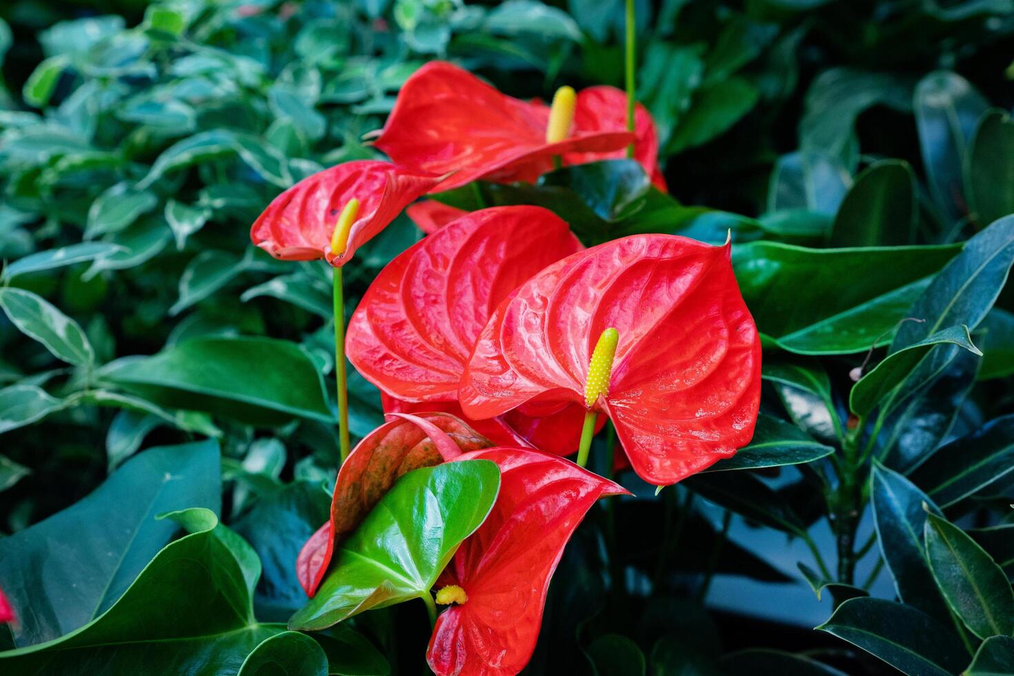 Anthurium flowers close-up. beauty of nature. Flowering plants. photo