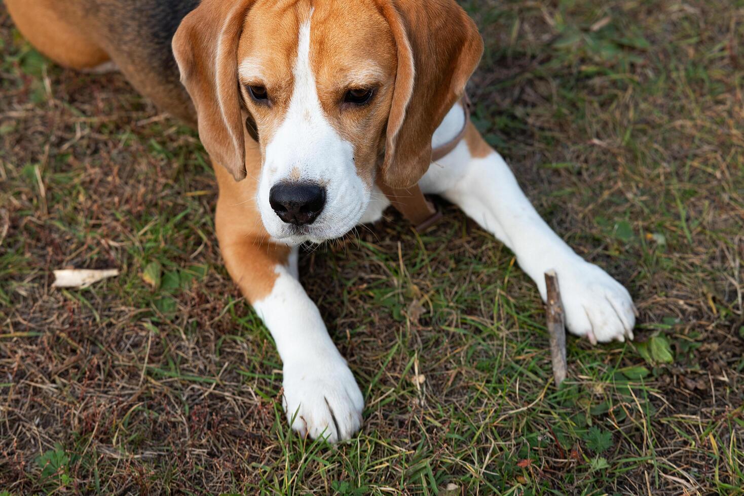 Pet portrait indoors. photo