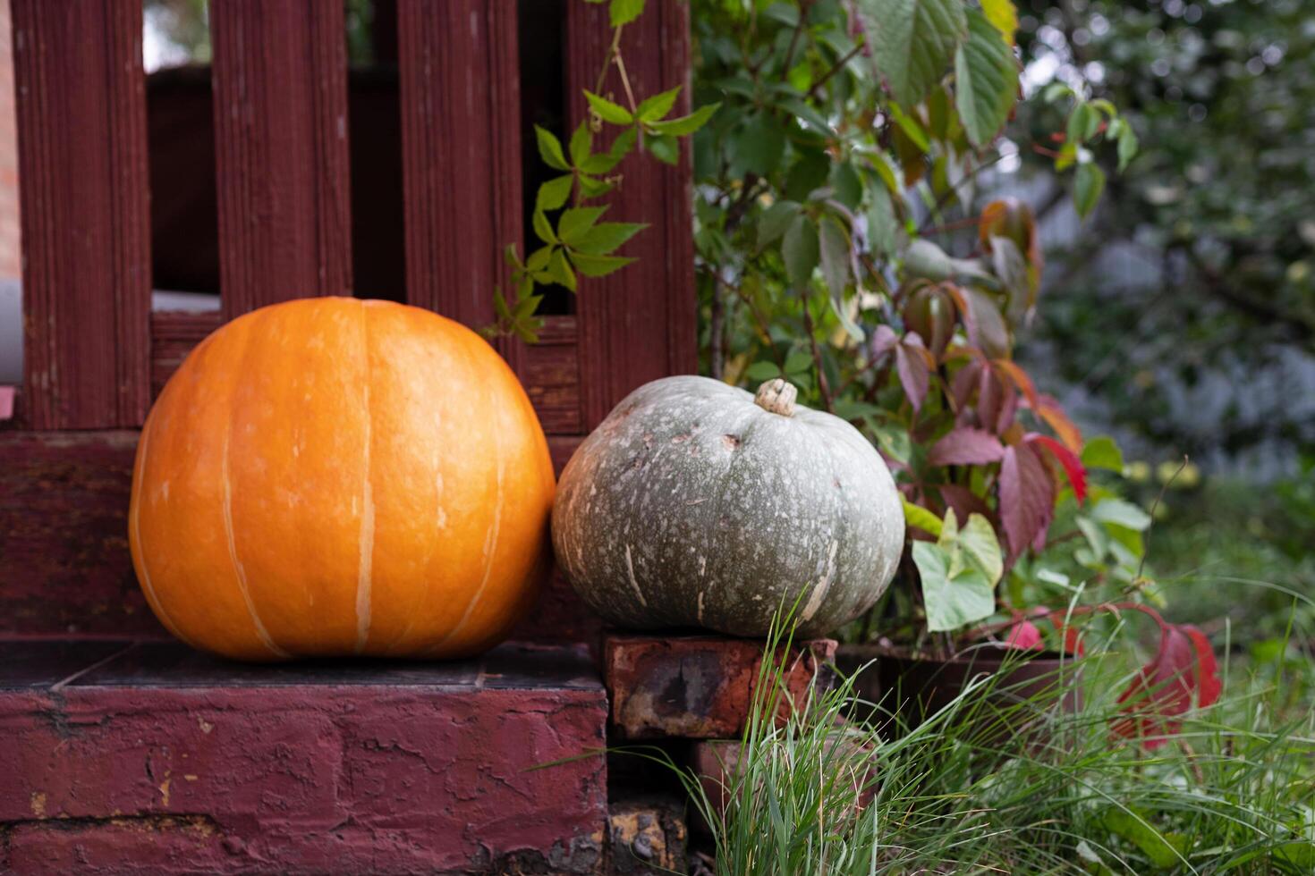 Harvest of fresh organic orange pumpkins on green lawn near flower bed of bright marigolds in kitchen garden on sunny autumn day. Happy Thanksgiving holiday concept. Garden seasonal works photo