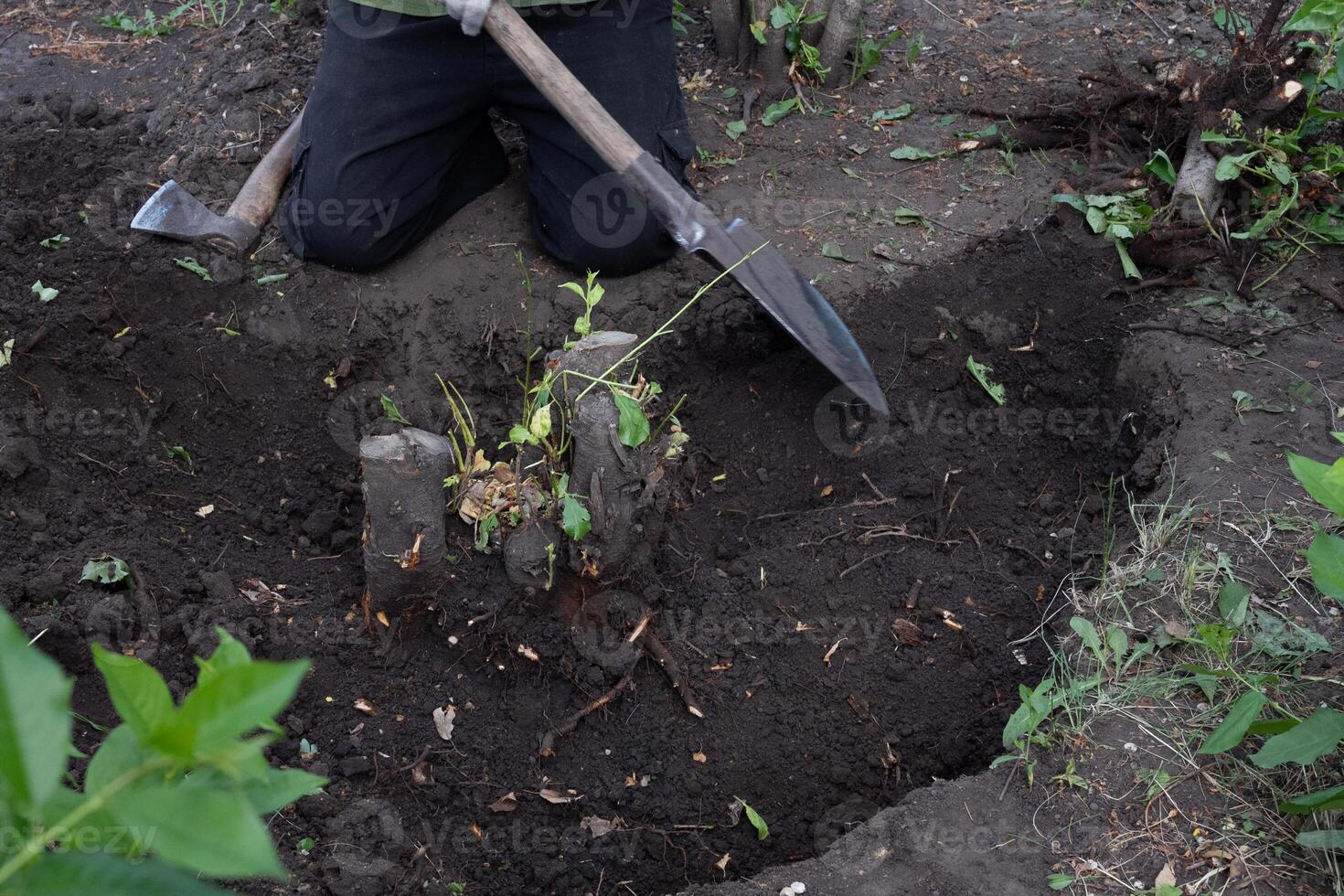 Digging out of trunk and roots with mini excavator. Tree stump removal. Man shakes earth from roots photo