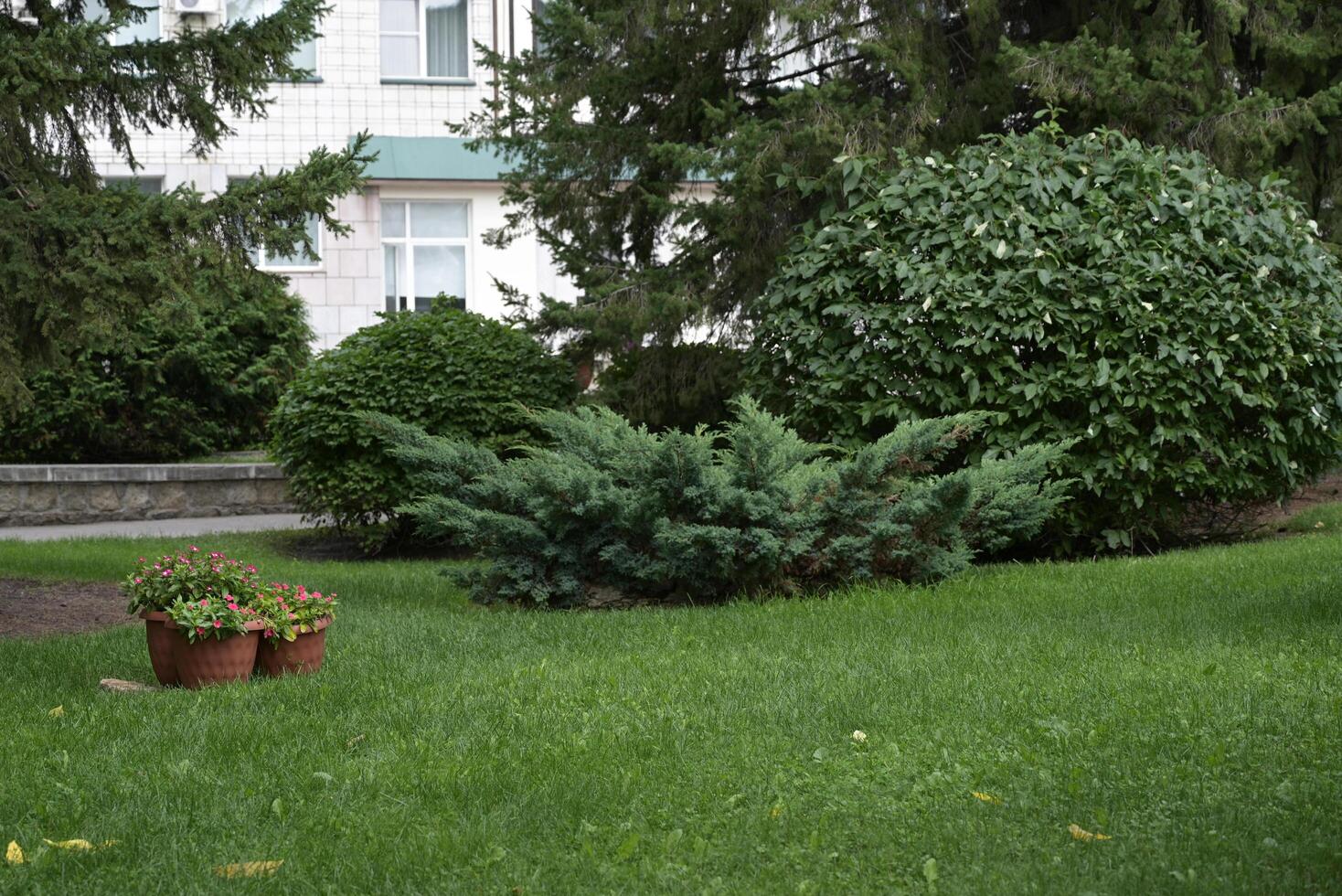 Two Arborvitae Emerald as an accent in the garden design. Sunny summer day photo