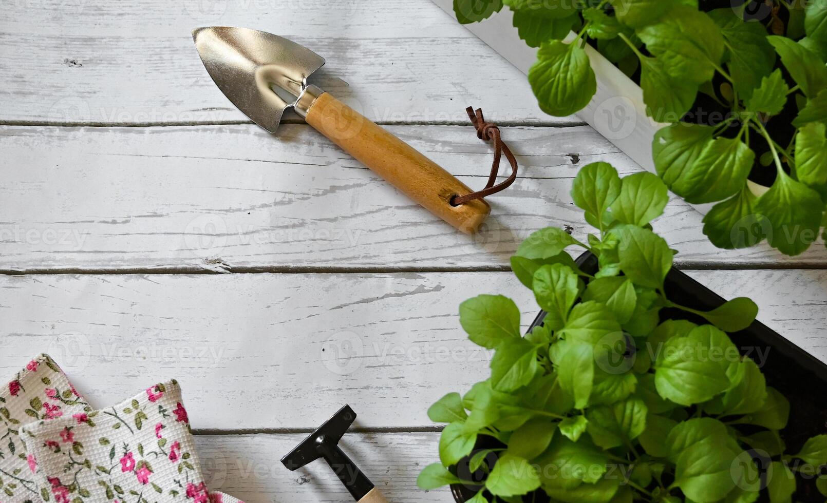 transplanting flower into pot at wooden table, closeup. photo