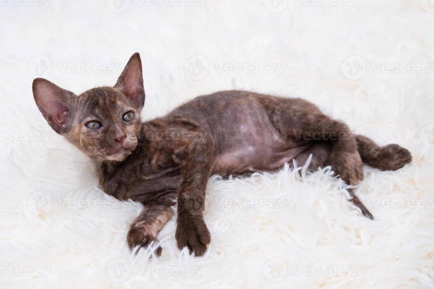 Cute kitten sphynx on light background. photo