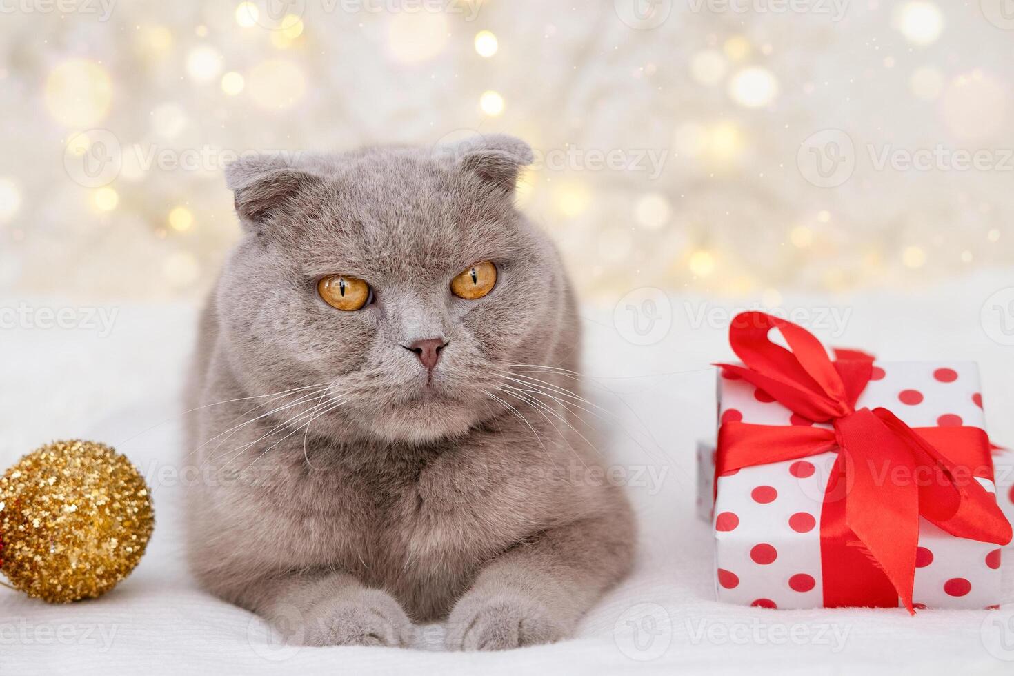 Cute gray cat lying with a gift on bokeh background. photo
