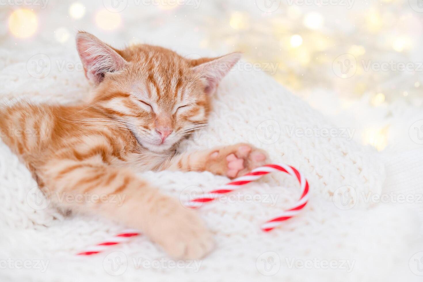 cute red kitten sleeping on white knitted scarf on bokeh background with christmas candy photo