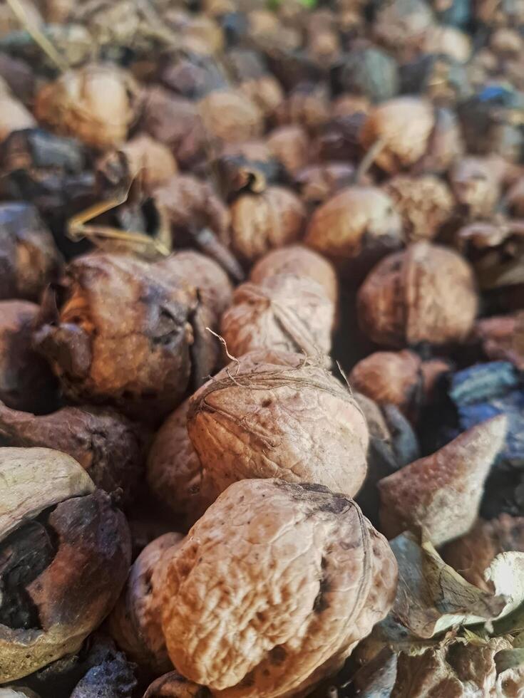 A detailed close-up of ripe walnuts, revealing both unpeeled nuts and those still in their natural husks, emphasizes their distinctive textures and rich, earthy hues in their authentic state. photo