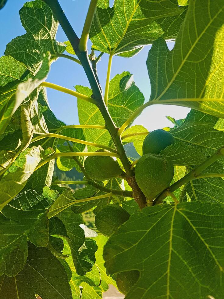 Nature with a closer view of a fig tree branch adorned with non-mature fig fruits, basking in the warm glow of the sun. the intricate details of the branch and the vibrant green figs photo
