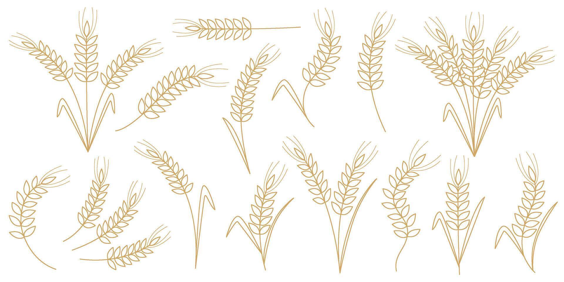 Golden outline of ripe ears of cereal plants vector