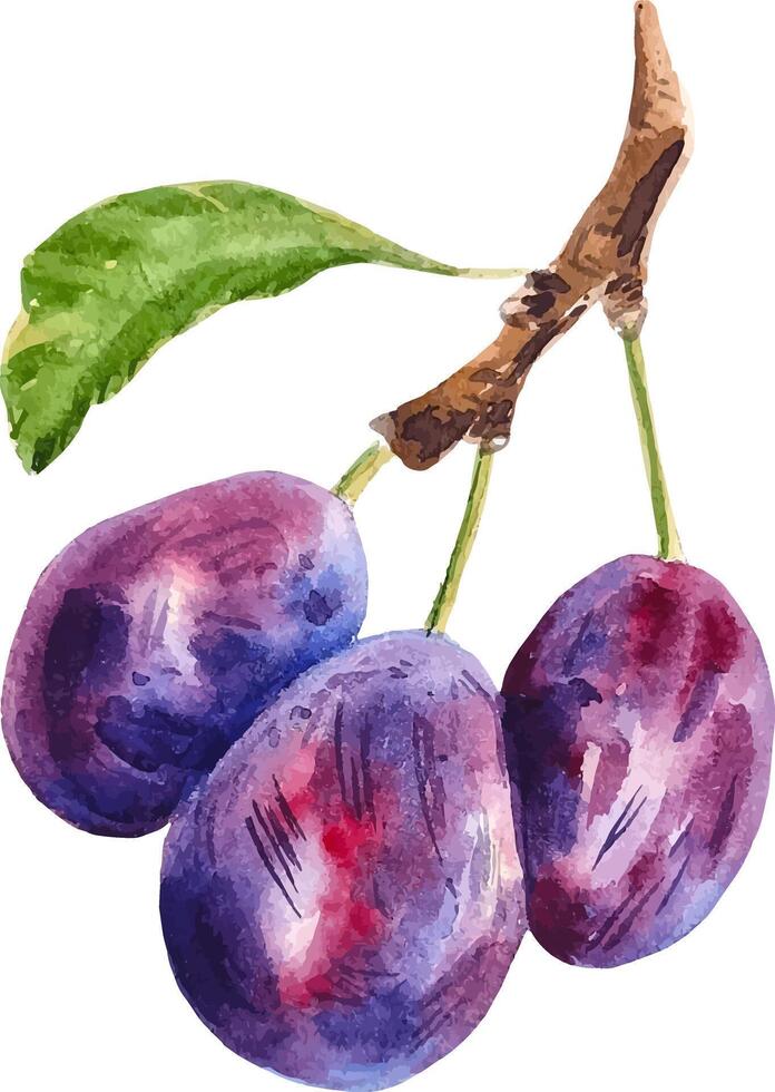 Watercolor painting of three ripe plums on a branch with a green leaf hand drawn clipart vector