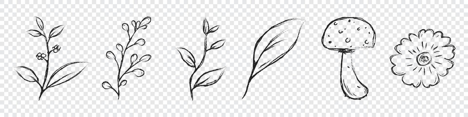 Set of branch with green leaves hand drawn illustration. Floral elements design. Hand drawn botanical illustration vector