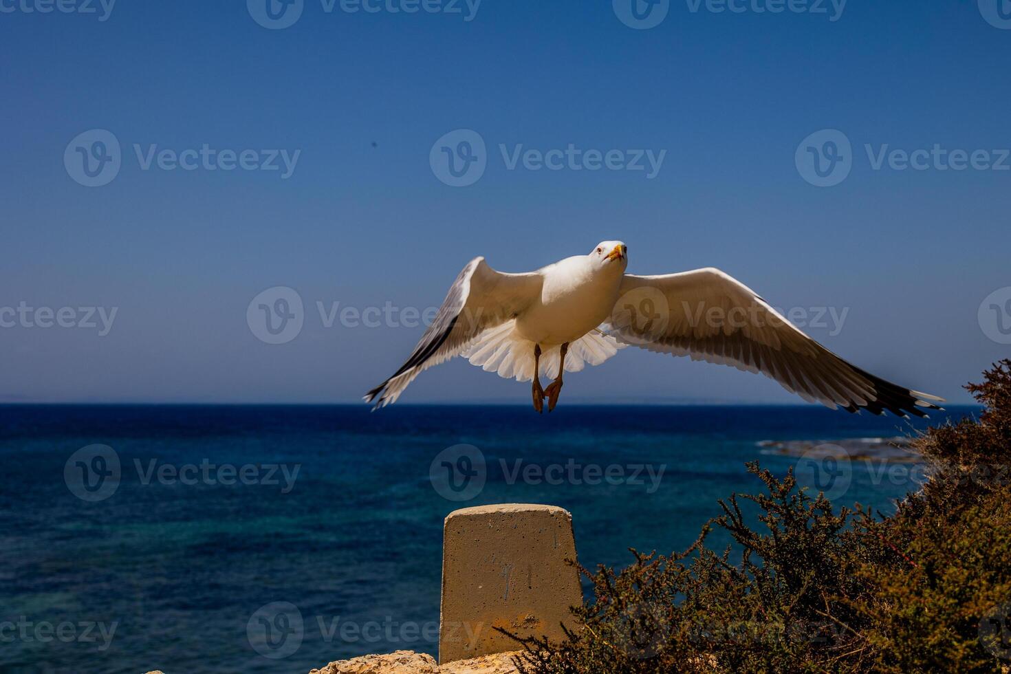 A seagull perches on a concrete post with its wings outstretched against a backdrop photo