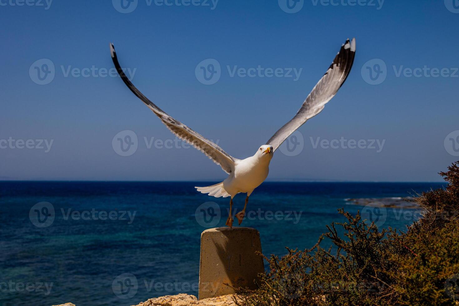 A seagull perches on a concrete post with its wings outstretched against a backdrop of blue ocean and sky photo