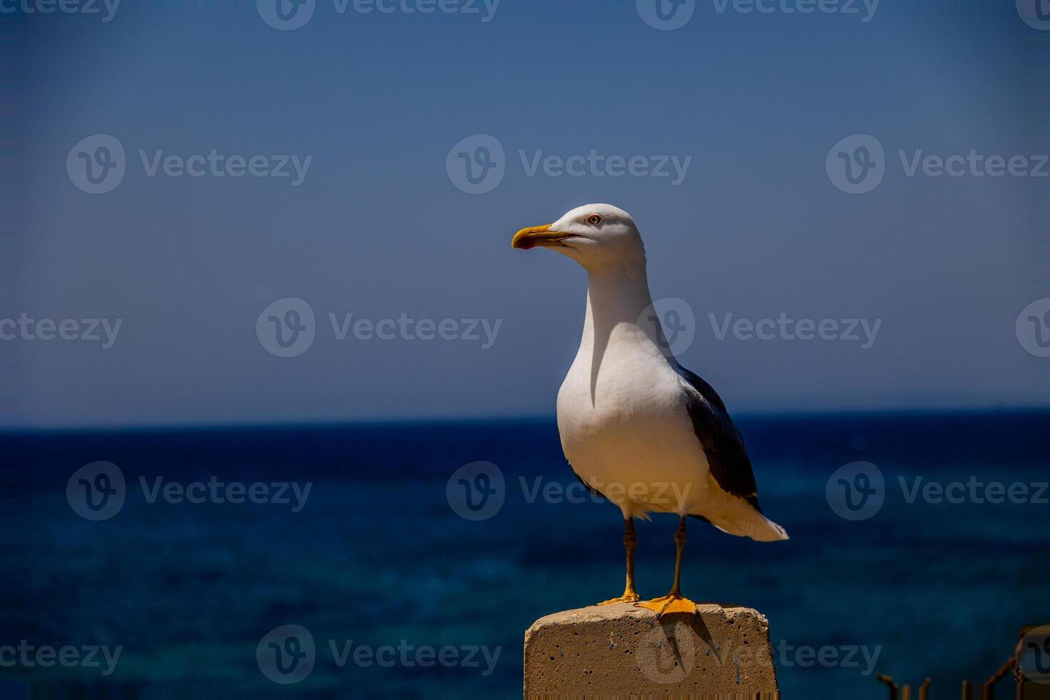 A seagull stands on a concrete post, looking out over the deep blue sea. photo