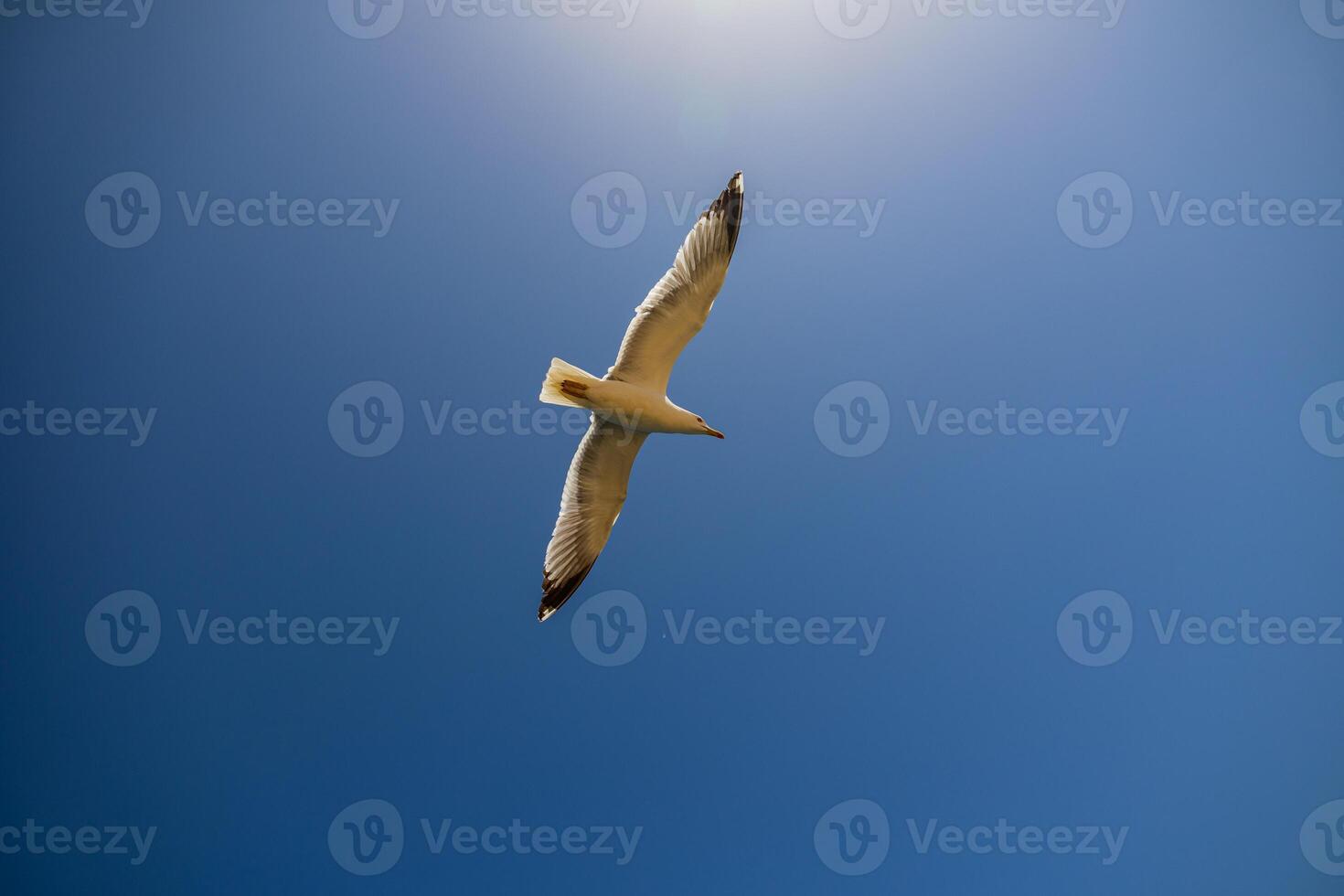 A seagull soars gracefully against a clear blue sky, its wings outstretched as it glides effortlessly above photo