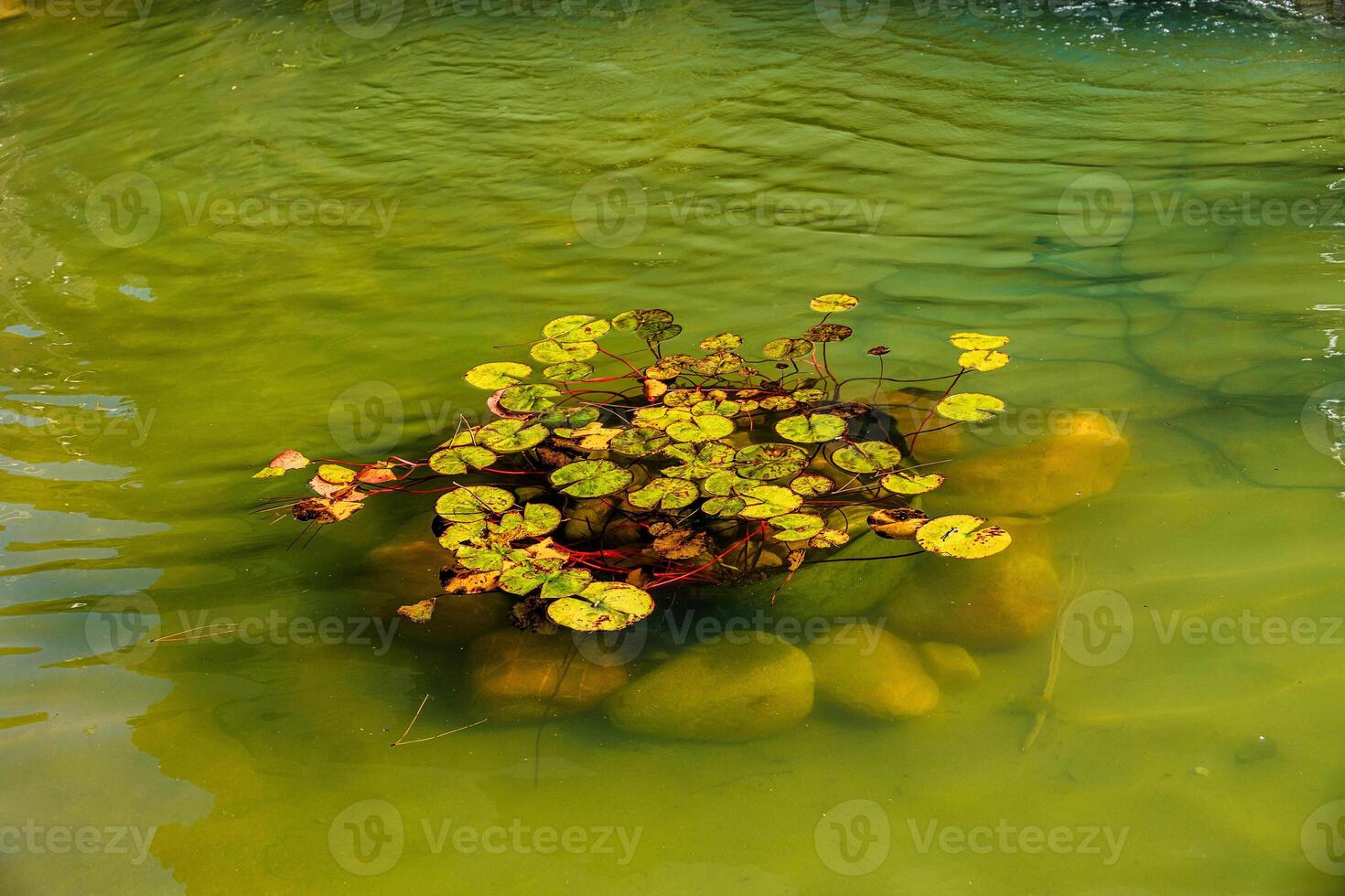 A cluster of lily pads floats serenely in a clear greenish pond, with smooth stones visible beneath the surface photo