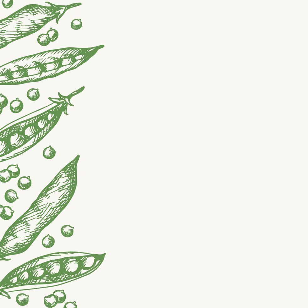 Green Pea card template for text. Hand drawn background with engraving peas plant. Food illustration with whole beans, grains. Harvest, agriculture. Design element for label, print, wrapping vector