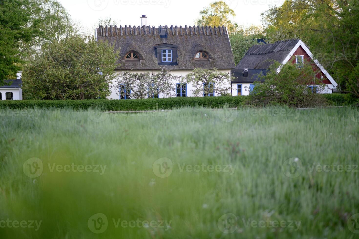 A cozy traditional village house with thatched roof on farm. Lund Skane Sweden. photo