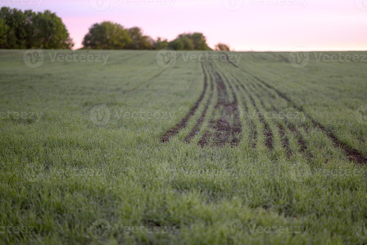 A green agricultural field at sunset or dawn in spring. Lund, Sweden. photo