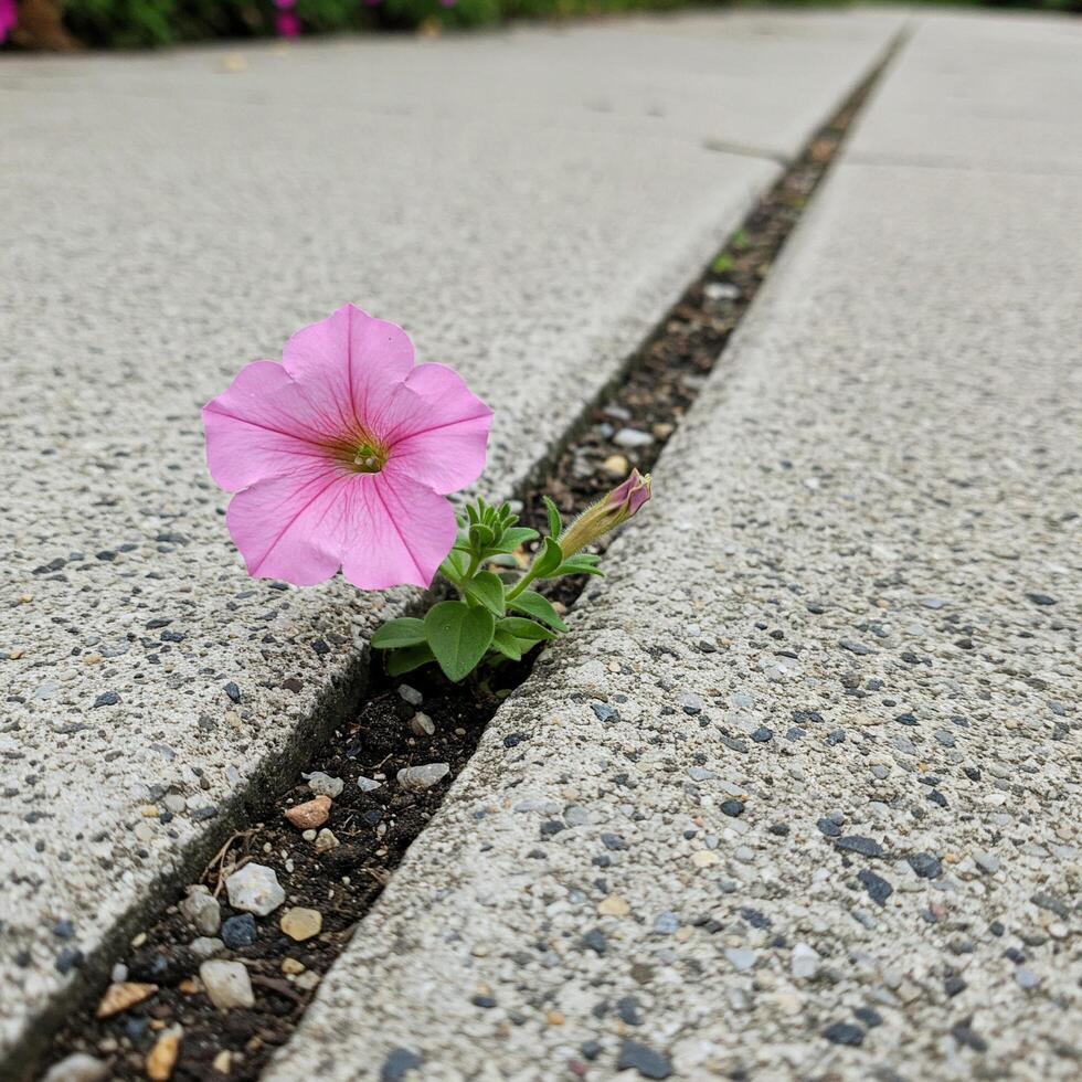 Blooming Petunia in Concrete photo