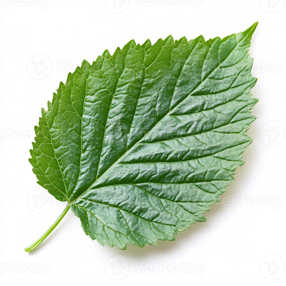 Fresh and Vibrant Perilla Leaf Isolated on a Clean White Background photo