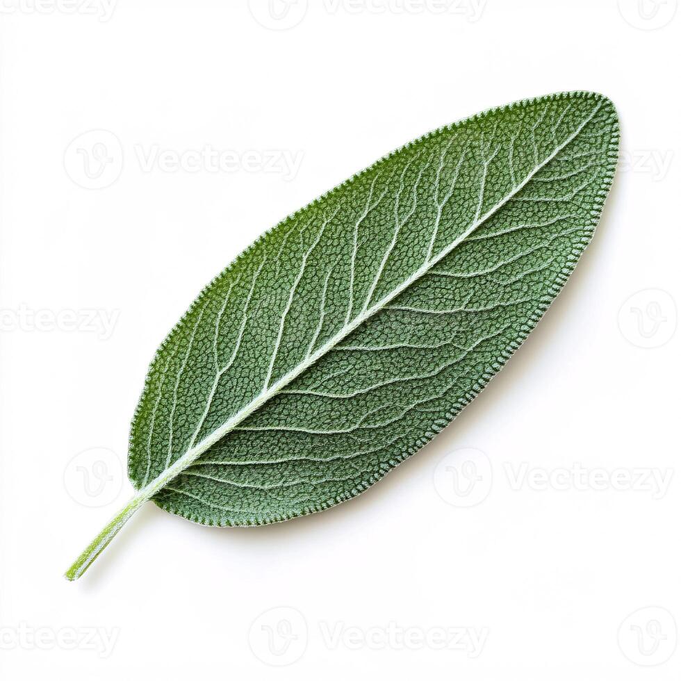 Isolated culinary sage leaf highlighting its aromatic qualities and textures photo