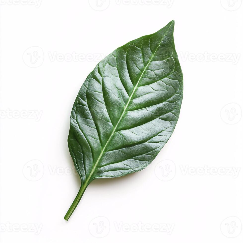 Pure and Simple Spinach Leaf on White Backdrop for Healthy Food Concepts photo