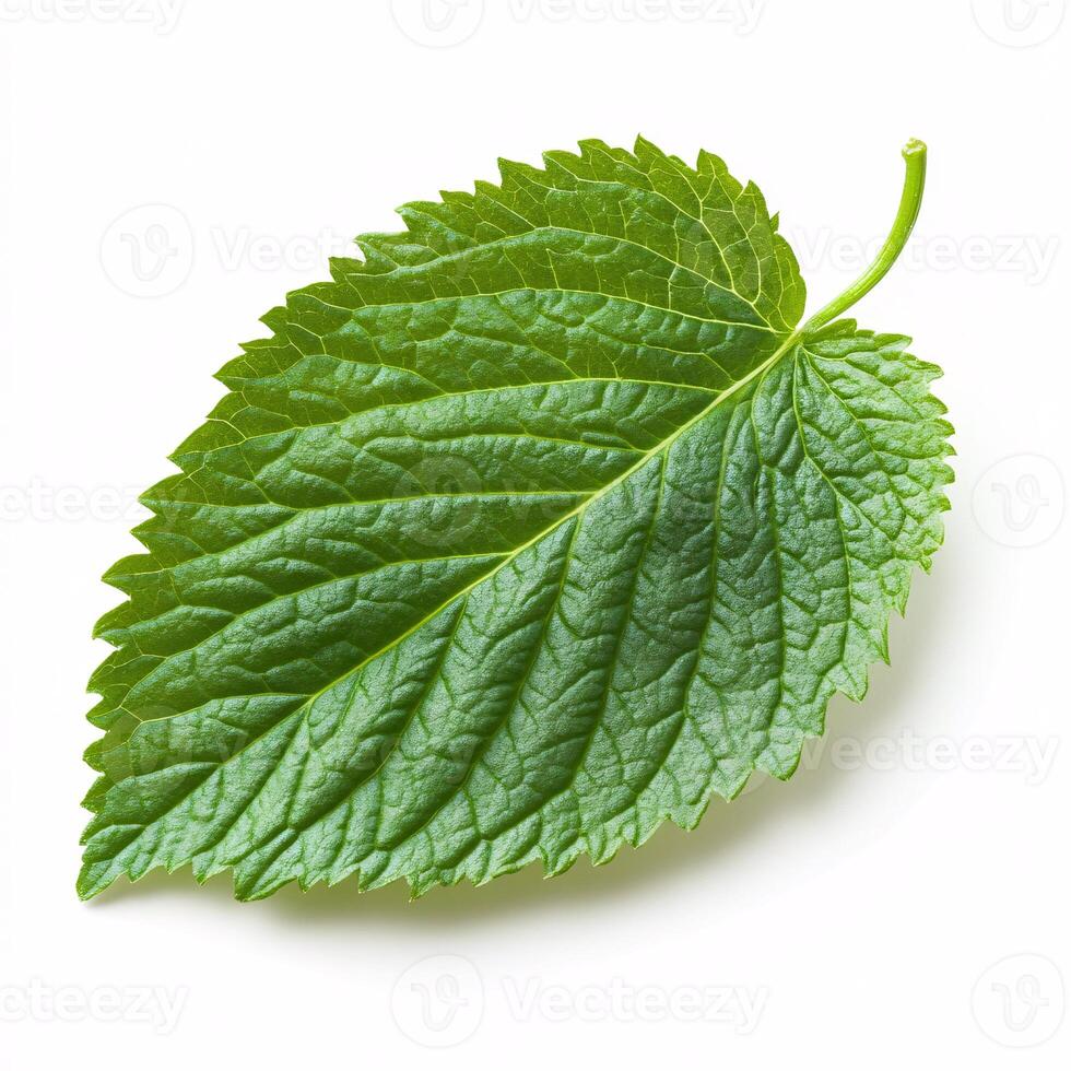 Fresh Green Perilla Leaf Displayed on a Pure White Canvas photo