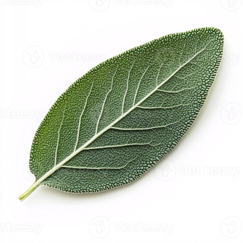 Fresh sage leaf with intricate veins and vibrant green color photo