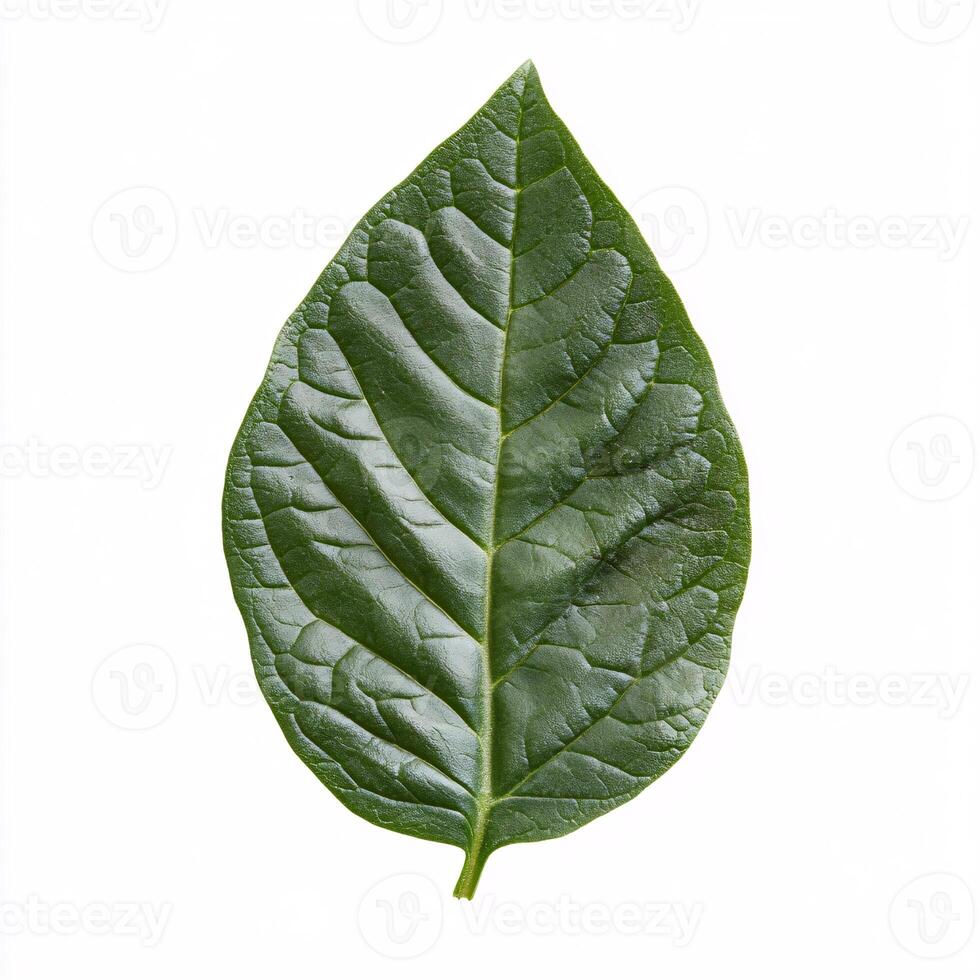 Isolated Spinach Leaf with Detailed Texture and Rich Green Color photo