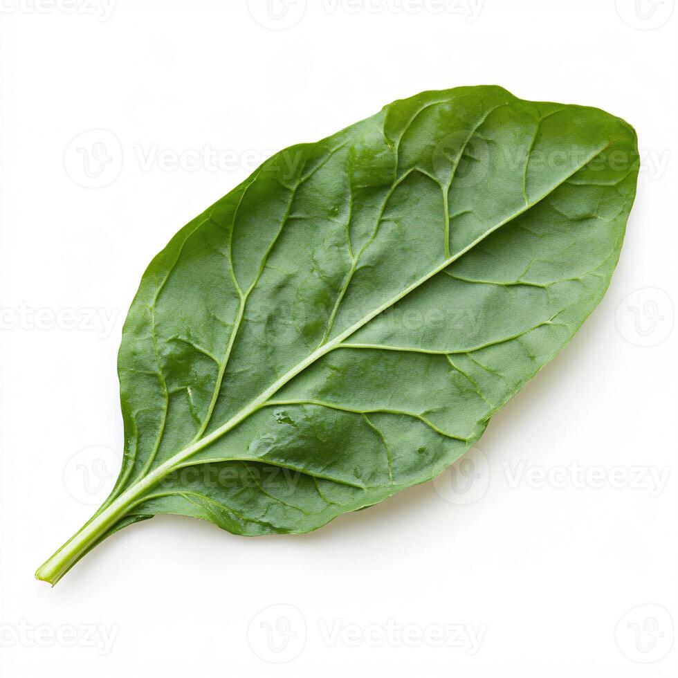 Fresh and Vibrant Sorrel Leaf Isolated on Clean White Background photo