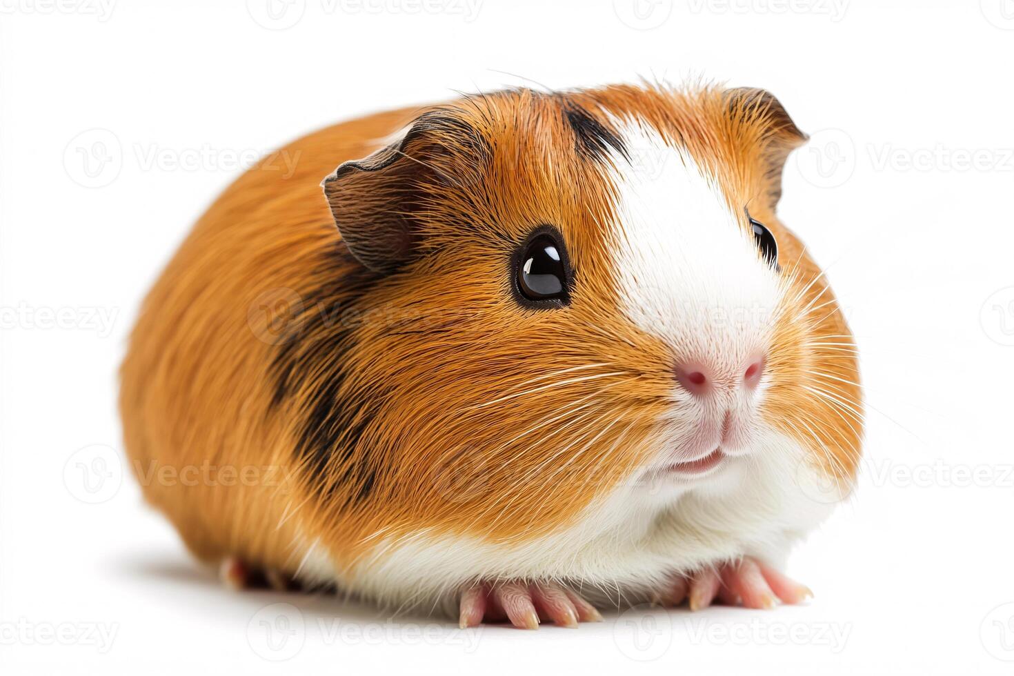 Charming small pet guinea pig captured in stunning white studio setting photo