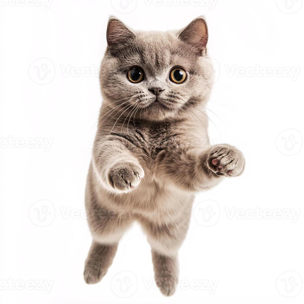Graceful British Shorthair cat showcasing agility during a jump on white canvas photo