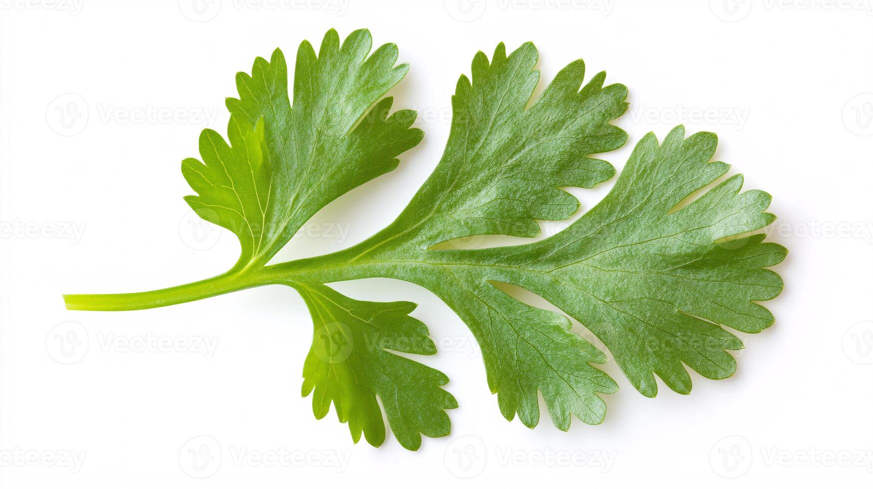 Cilantro leaf showcasing its fresh shape against stark white backdrop photo