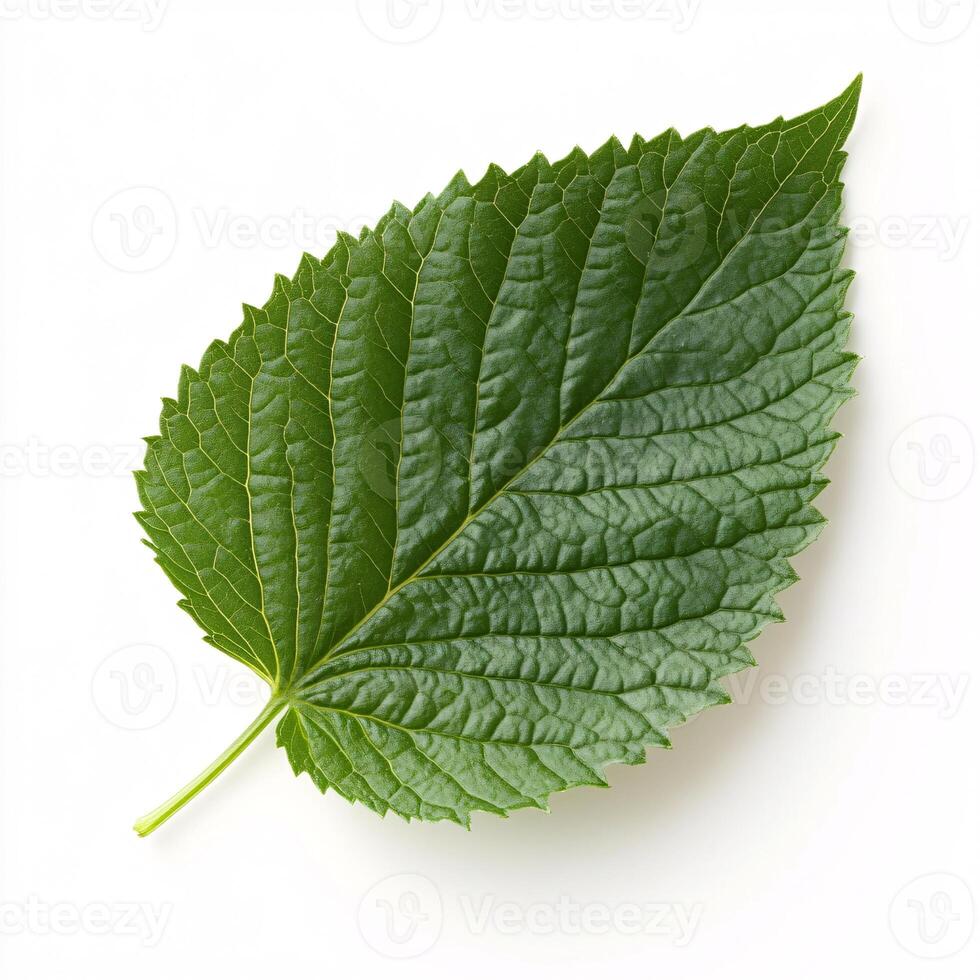 Isolated Shiso Leaf Showcasing Its Unique Shape and Texture photo