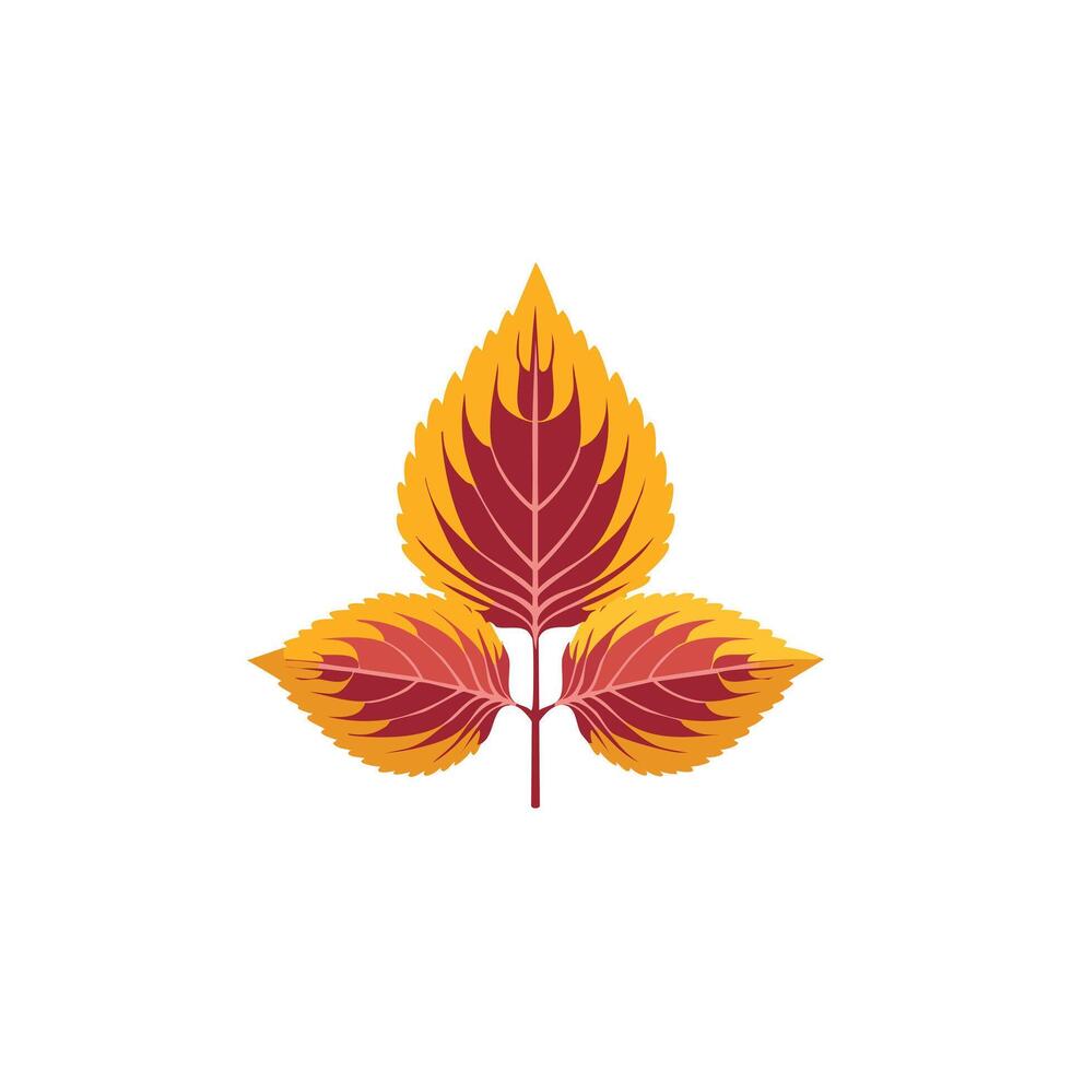 Coleus leaves flat design vector