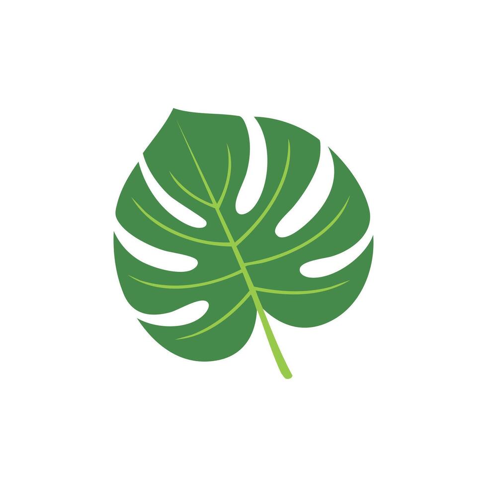 Monstera leaves flat design vector