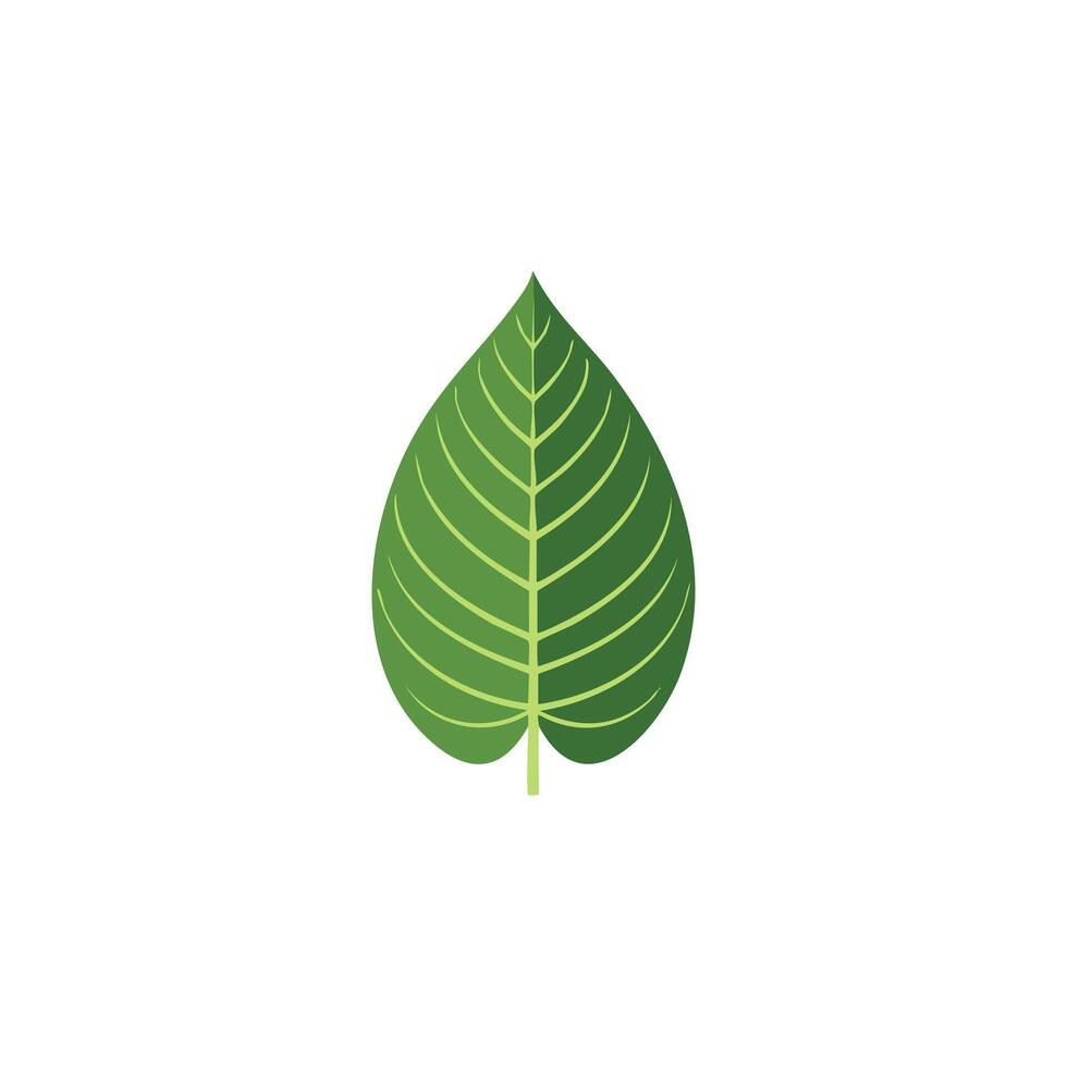 Calathea leave flat design vector